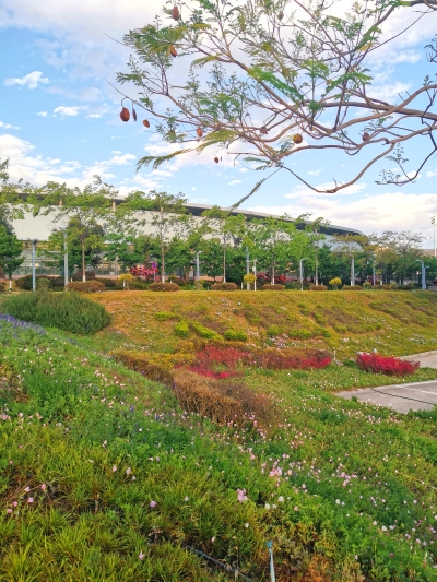 《春满西院》+杨红梅