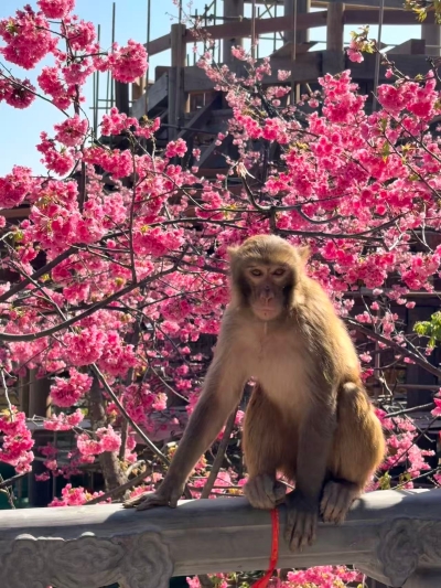 樱猴探春-苟文诗